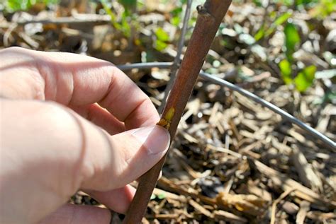 scratch test on plants|brown plant scratch test.